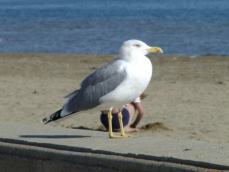 gruissan-strand