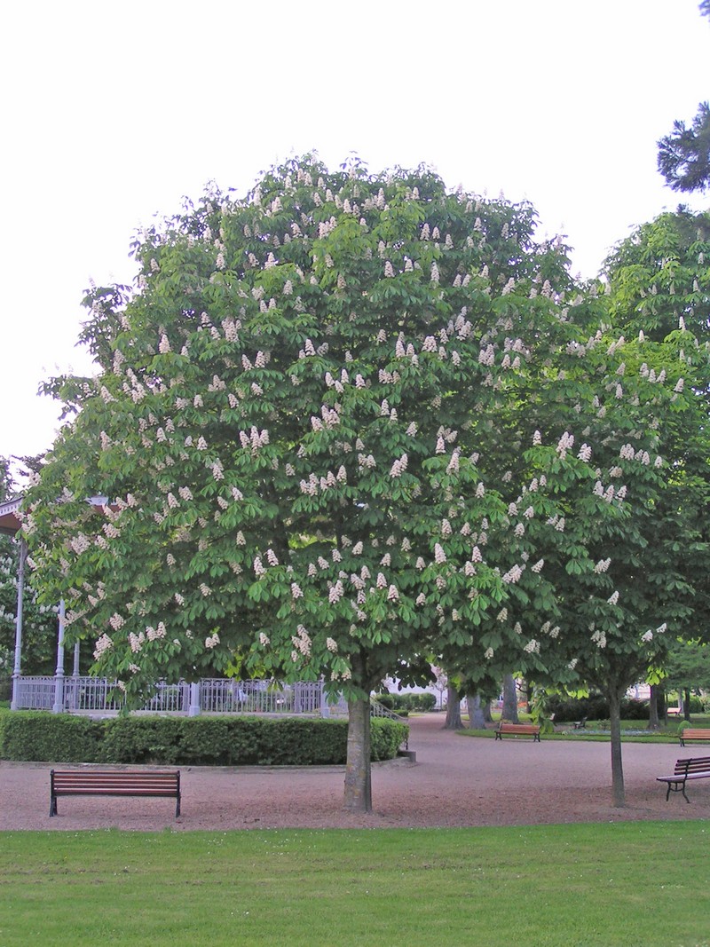 loches-park