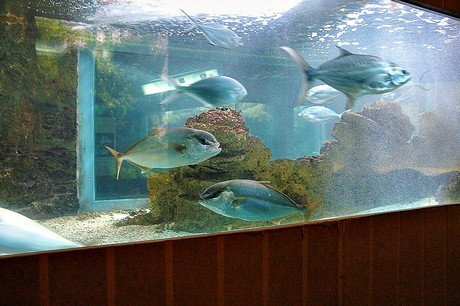 porto-aquarium