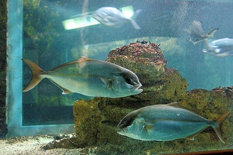 porto-aquarium