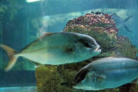 porto-aquarium