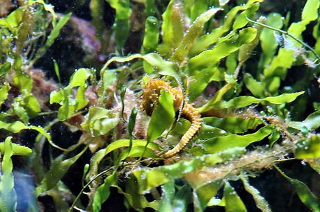 porto-aquarium