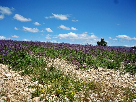 Provence