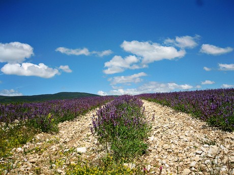 Provence