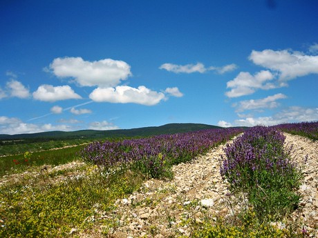 Provence