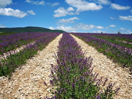 Provence