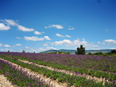 Provence