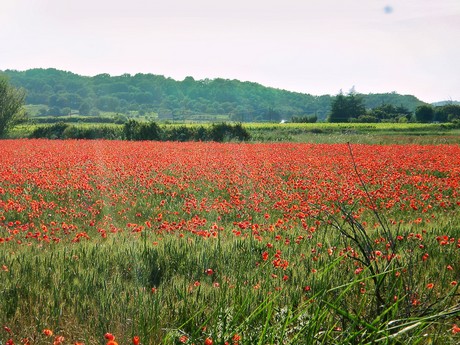 Provence