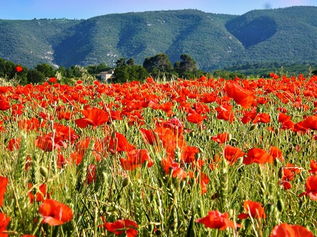 Provence