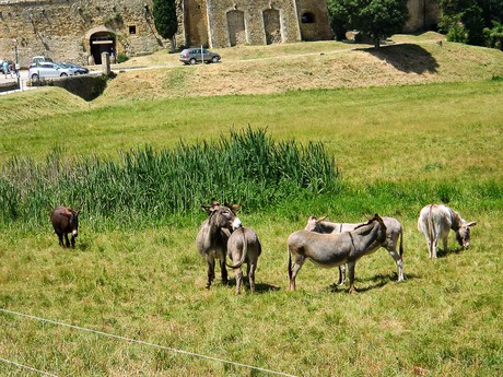 Provence