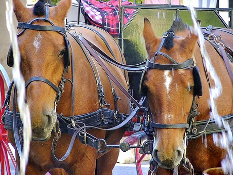 saignon