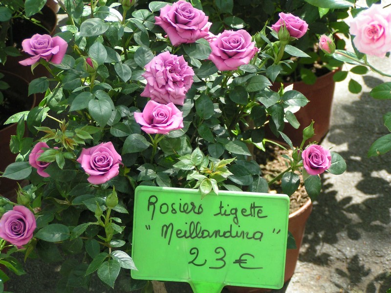 tours-blumenmarkt