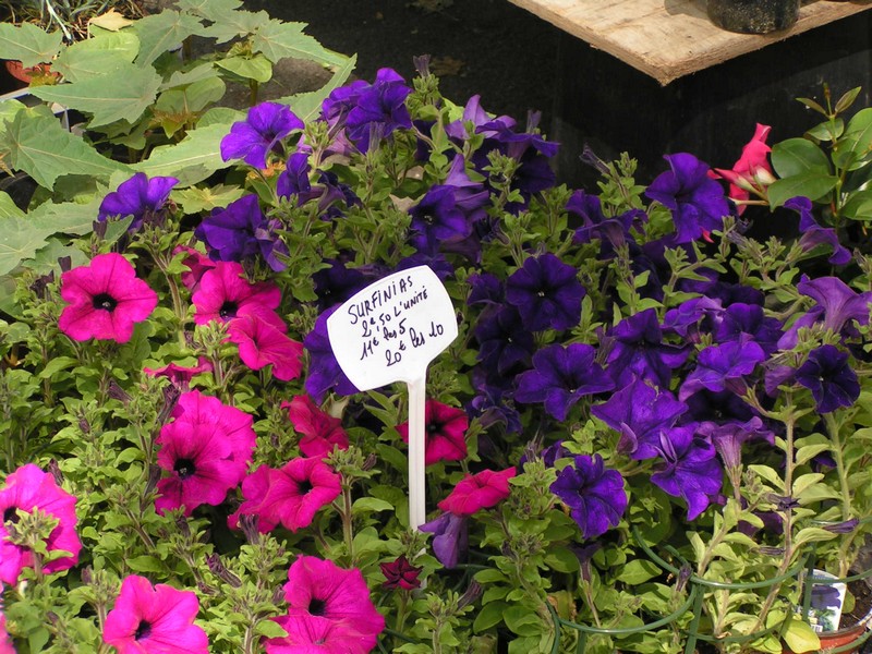 tours-blumenmarkt