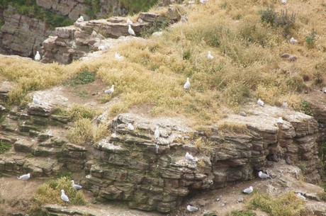 Cap-Frehel