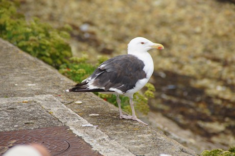 camaret-sur-mer