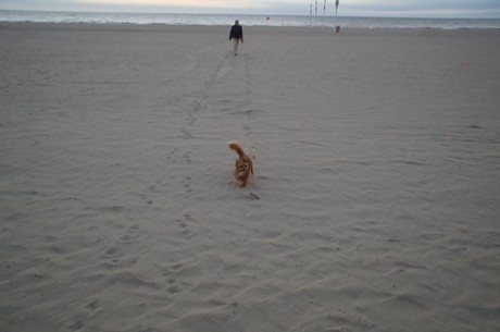 deauville