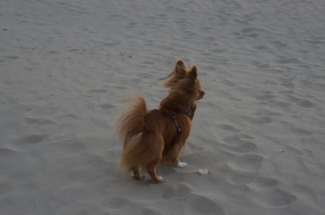 deauville