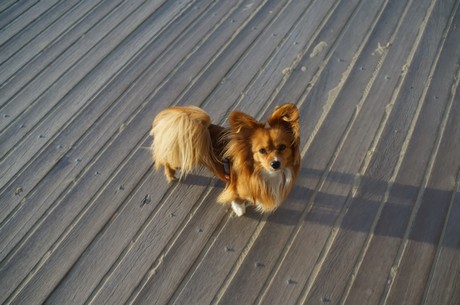 deauville