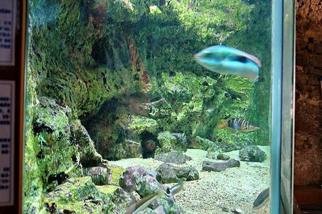 porto-aquarium