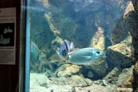 porto-aquarium