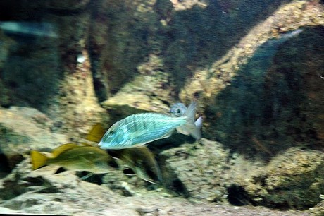 porto-aquarium