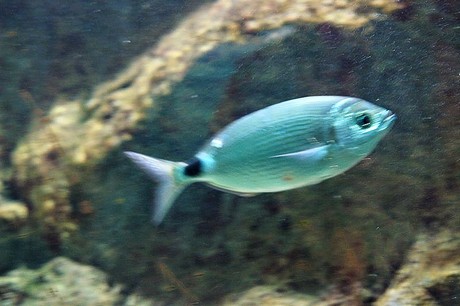 porto-aquarium