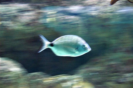 porto-aquarium