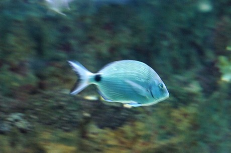 porto-aquarium