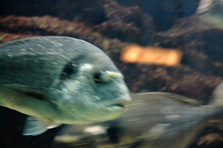 porto-aquarium