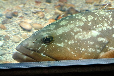 porto-aquarium
