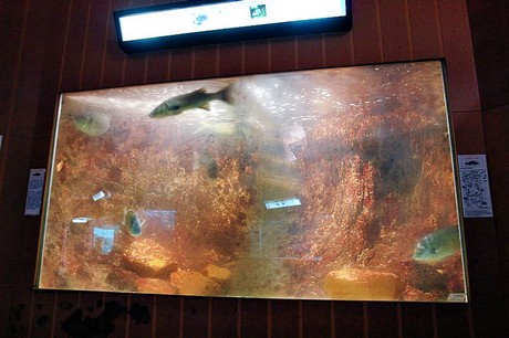 porto-aquarium