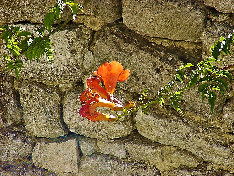 saignon